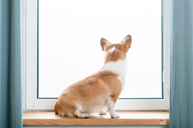 Back view of dog looking at the window