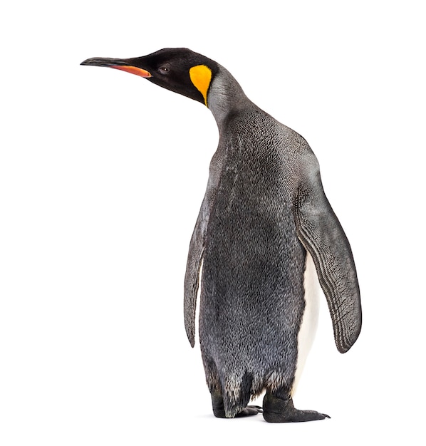 Back view of a king penguin isolated on white