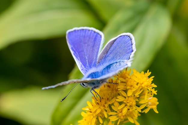 Фото Вид сзади обыкновенной голубой бабочки (polyommatus icarus) на желтом полевом цветке