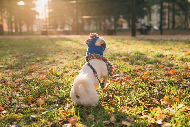 秋の公園コピー スペースとテキストの空の場所を歩いてキャップとスカーフでかわいいジャック ラッセル犬の背面図子犬ペットは服の散歩に身を包んだ