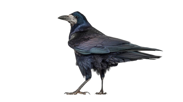 카메라를 바라보는 새의 뒷모습 Corvus frugilegus 3 살 고립 된 색 리마스터 버전