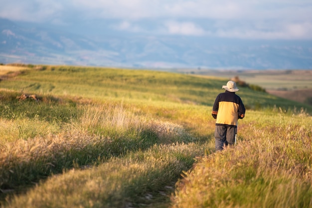 Back view of senior man walking through a golden wheat field.