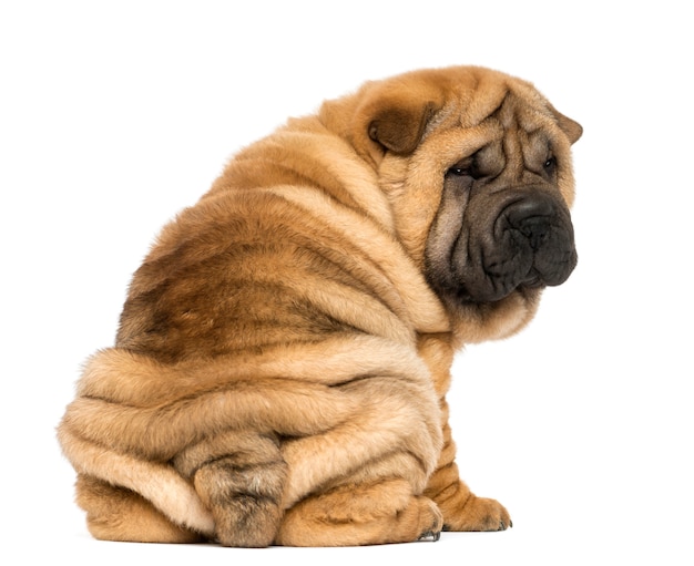 Punto di vista posteriore di un cucciolo di sharpei che si siede e che esamina la macchina fotografica isolata sul bianco