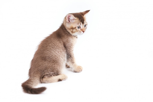 茶色のショートヘア子猫の背面図。