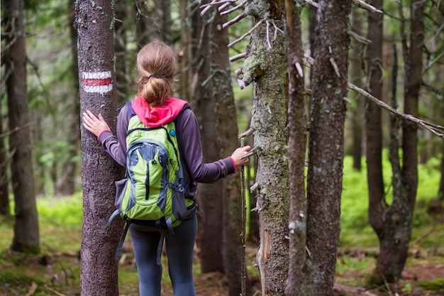 Back view of slim athletic blond tourist hiker girl with stick and backpack walking through lit by sun dense evergreen mountain pine forest. Tourism, traveling, hiking and healthy lifestyle concept.