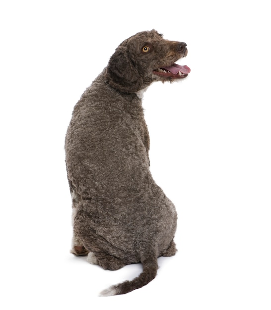 Back view of a Spanish water spaniel dog,   , sitting, studio shot