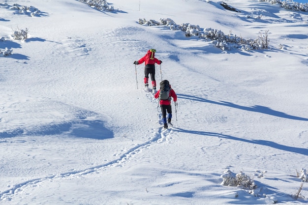 Back view of two tourist hikers with backpacks and hiking poles ascending snowy mountain slope on sunny winter day on white snow copy space background. Extreme sport, recreation, winter holidays.