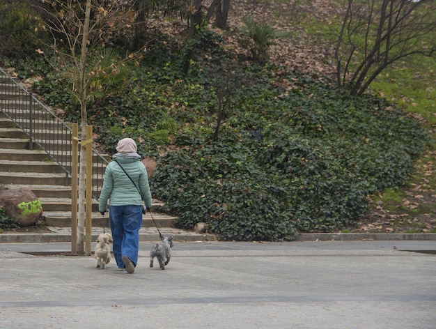 Вид сзади на женщину, гуляющую с двумя белыми собаками по городу