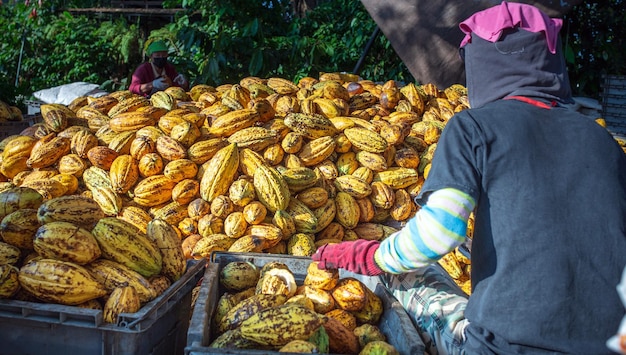 Back view of the working worker sorts fresh ripe yellow cocoa pods into a crate in the factory