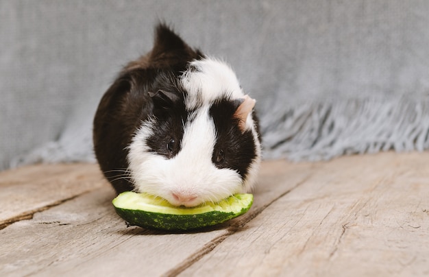 Back and white guinea pig eating fresh cucumber