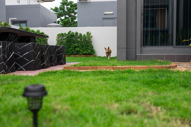 Back Yard Or Park Lawn With Stony Natural landscaping