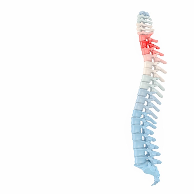 Backbone with colorful vertebrae