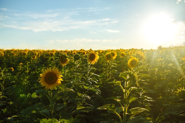 Backdrop Of The Beautiful Sunflowers Garden The Best View Of Sunflower In bloom Agricultural