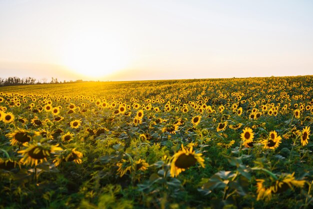 Backdrop Of The Beautiful Sunflowers Garden Field Of Blooming Sunflowers On A Background Sunset