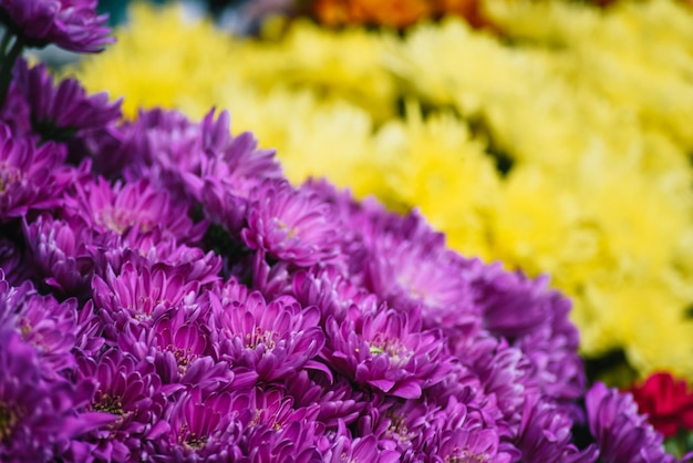 The backdrop of the colorful flowers. Purple and yellow contrast colors