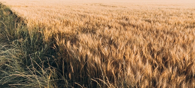 Фон зрея ушей желтого пшеничного поля на предпосылке облачного оранжевого неба захода солнца.
