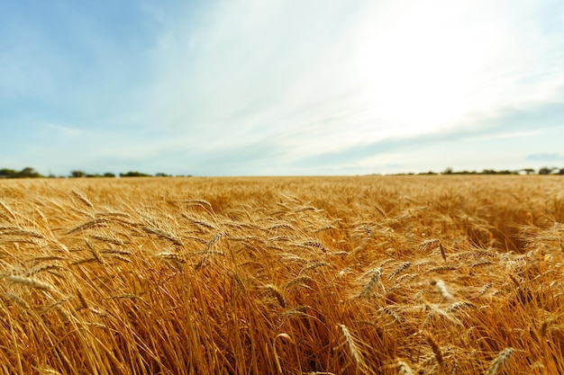 Backdrop of ripening ears of yellow wheat field on sunset orange sky background Idea of rich harvest