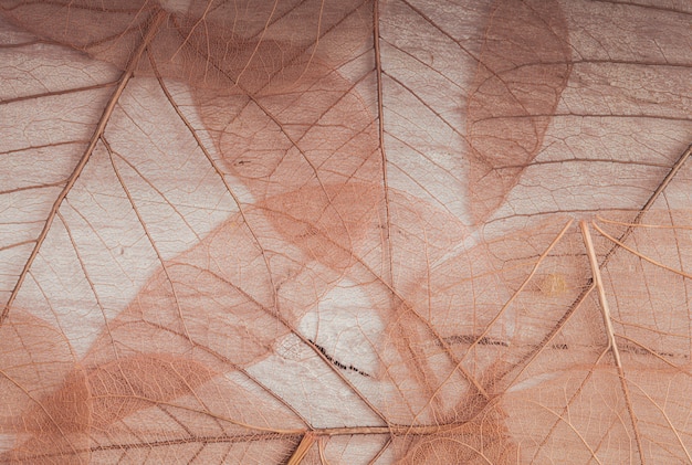 Backdrop with skeletons of autumn leaves texture