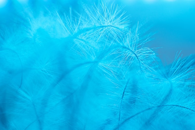 Background abstract macro image in trendy blue neon color. Thin feathers in detail close-up. Copyspace.