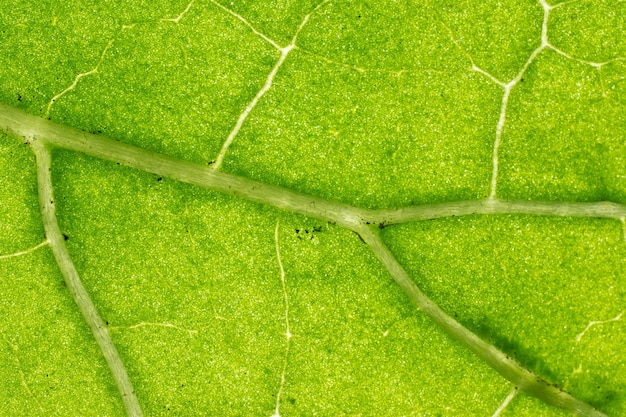 Background in abstract shape macro photography A detail of a leaf