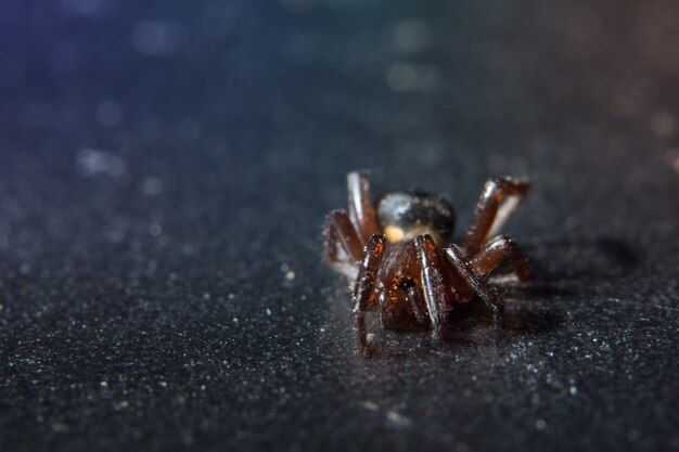 background animal beautiful jumper outdoor arachnid