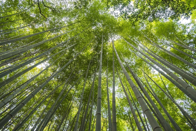 background of arashiyama bamboo forest the famous place in kyoto ,japan