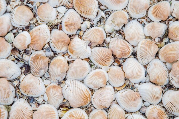 In the background are large shells, turned upside down on the sand. High quality photo