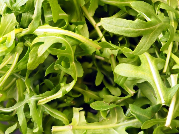 Background of arugula leaves Culinary background