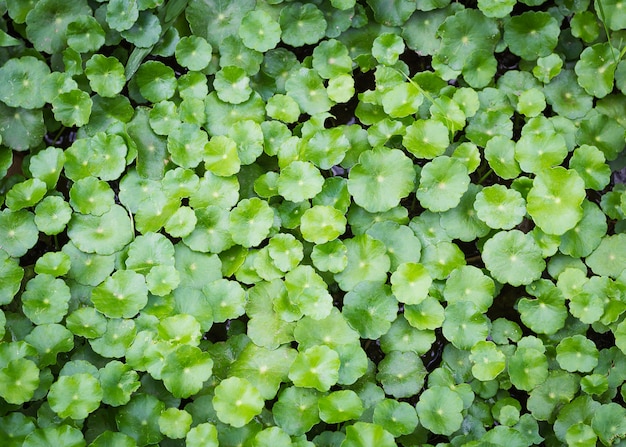 아시아 Pennywort, Centella asiatica 자연 허브의 배경