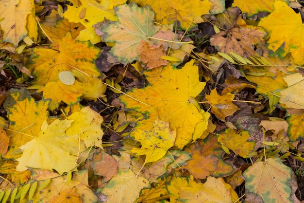 Background of the autumn colorful leaves