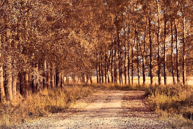 background autumn forest landscape