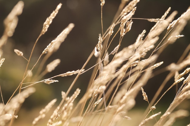 background of autumn grass gently waving in a breeze