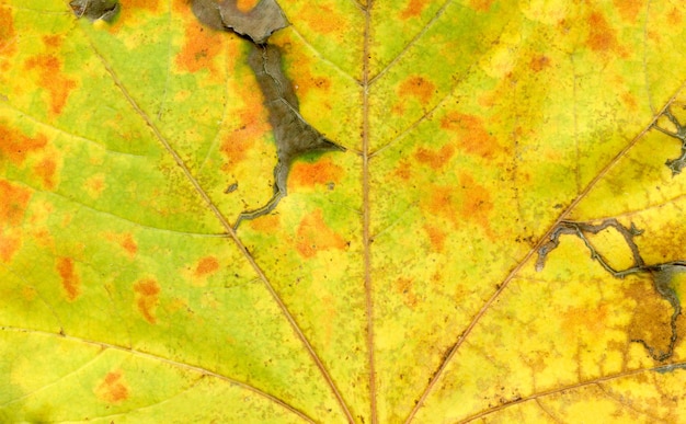 Background of autumn leaf Autumn leaves macro view texture