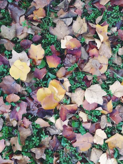 Background of autumn leaves Autumn background