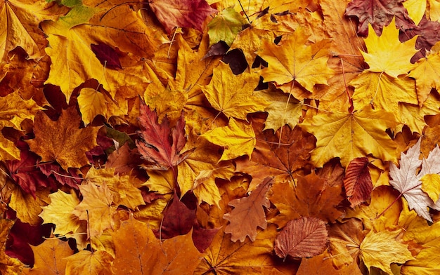 Sfondo di foglie autunnali nei colori giallo rosso e marrone