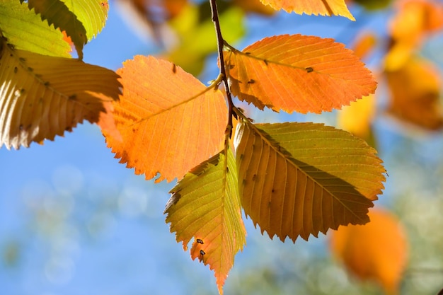 Background of autumn leaves