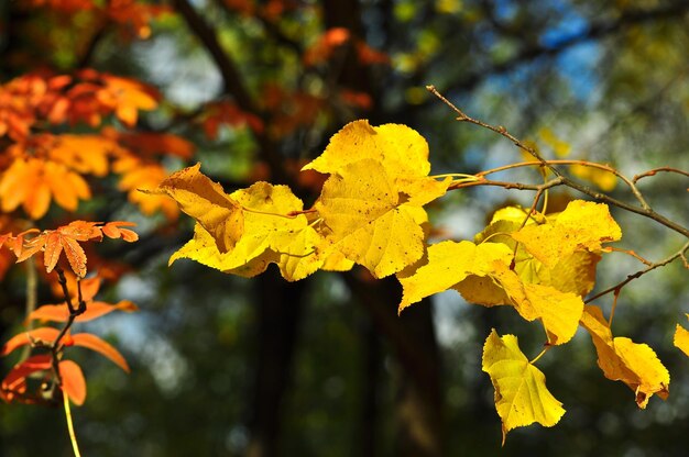 Background of autumn leaves