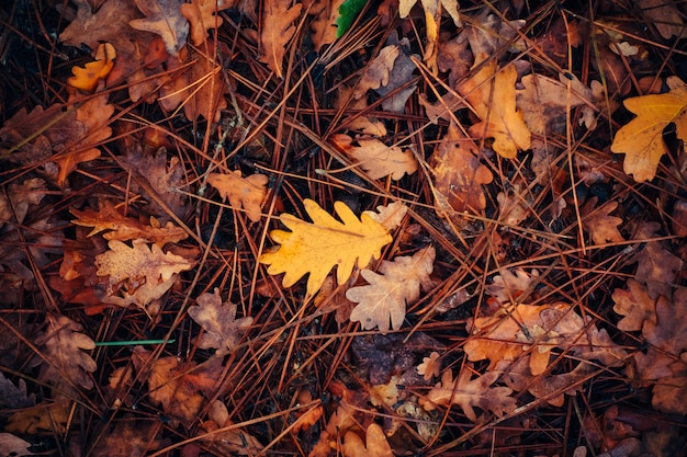 background autumn leaves