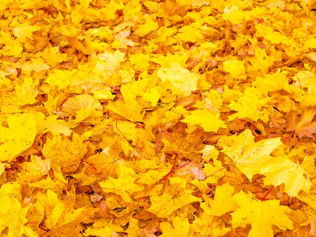 Sfondo di fogliame giallo autunnale