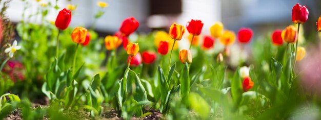 Background banner panorama of flowers in the yard Beautiful natural panoramic countryside landscape Selective focusing on foreground with strong blurry background and copyspace