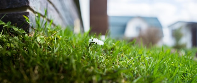 Background banner panorama of flowers in the yard Beautiful natural panoramic countryside landscape Selective focusing on foreground with strong blurry background