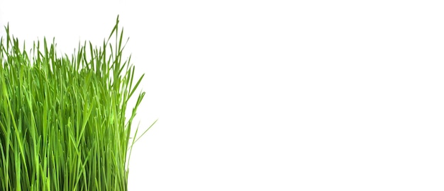 Background banner with seedlings of green sprouts on a white background with copy space ecology concept