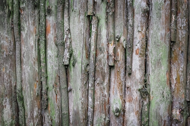Background of bark of brown hardwood trunk tree