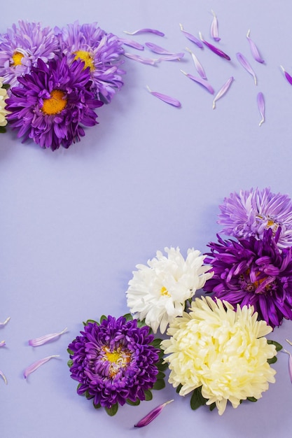 Background of beautiful asters on paper sheet