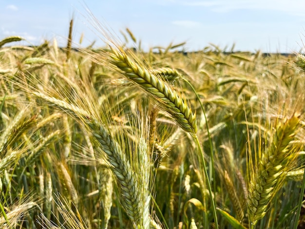 Background of a beautiful field with ripening rye Rye closeup with copyspace