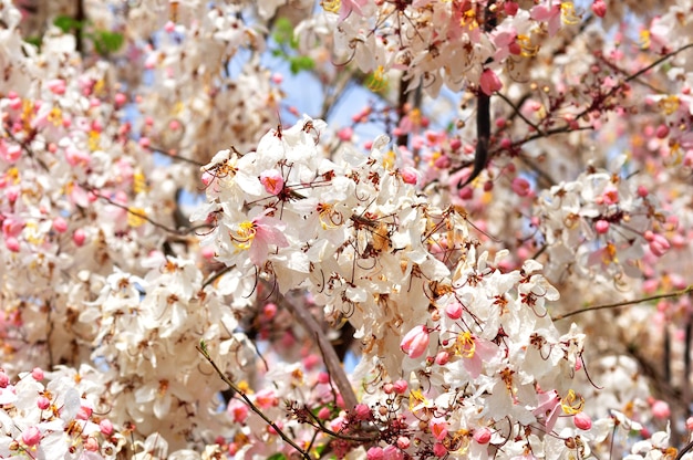 The background of the beautiful flowers in colorful