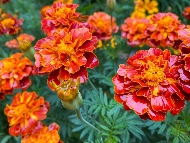 메리 골드의 아름 다운 꽃의 배경 직립 Tagetes erecta