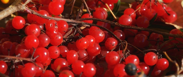 Background of beautiful red fruits of viburnum vulgaris outdoors