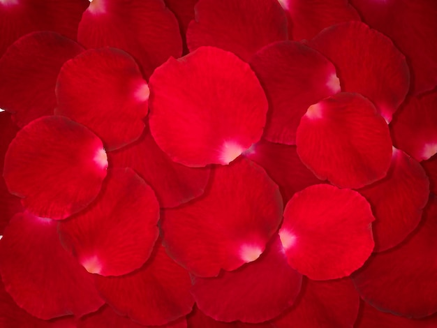 Foto sfondo di bellissimi petali di rosa rossa