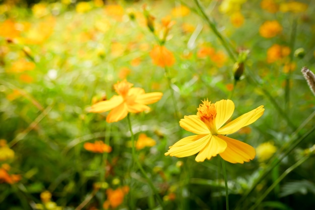 背景美しいヴィンテージの花。花の葉の自然の概念